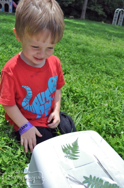 My Merry Messy Life: Making Sun Prints with Plant Leaves