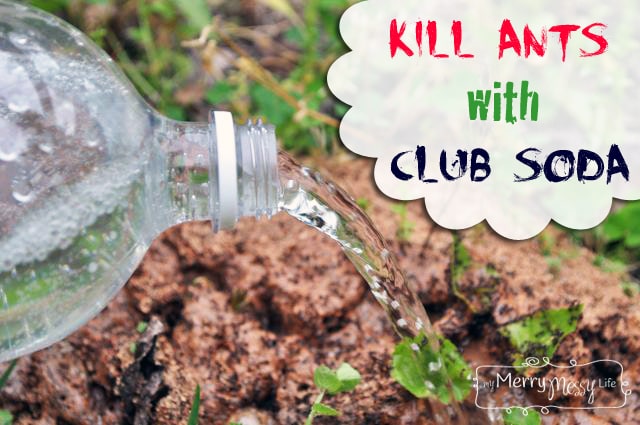 Two Natural Ways to Kill Ants and Fleas