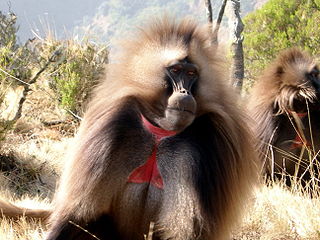 320px-Gelada-Pavian