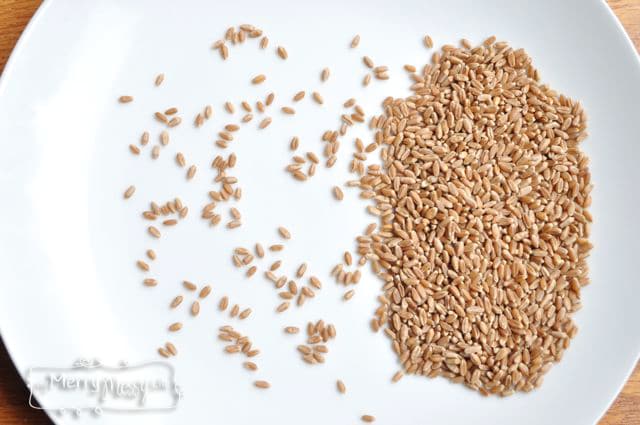 How to Soak Wheat Berries and Why