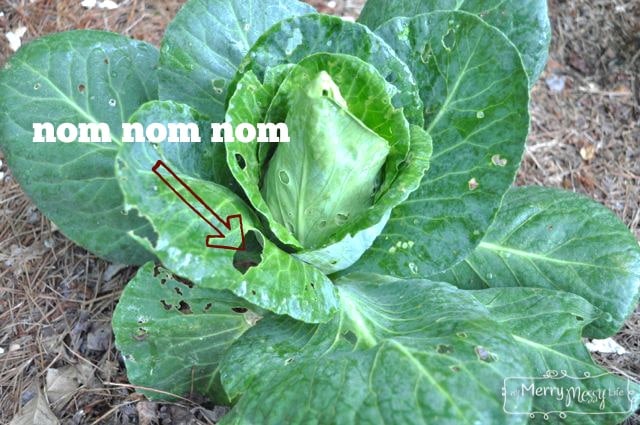 Snails and Slugs Love to Eat My Veggies