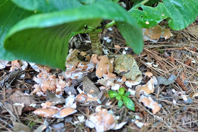 How to Use Eggshells to Deter Slugs and Snails