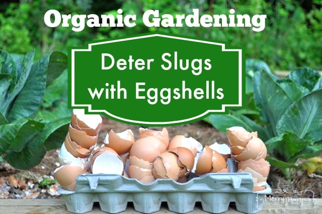 Organic Gardening: Use Egg Shells to Deter Slugs and Snails