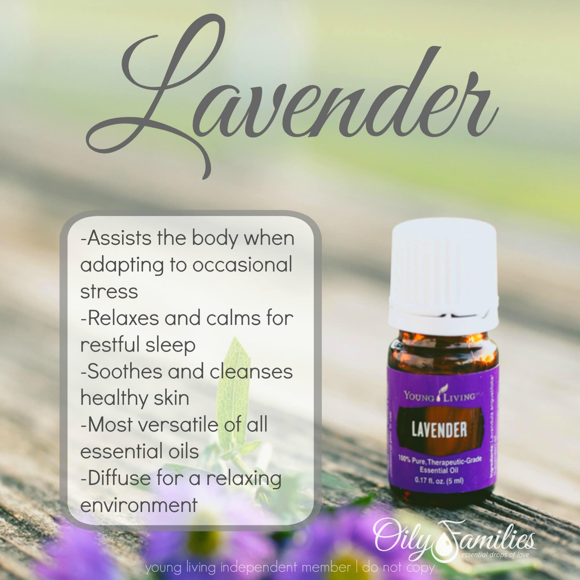 All About Lavender Essential Oil