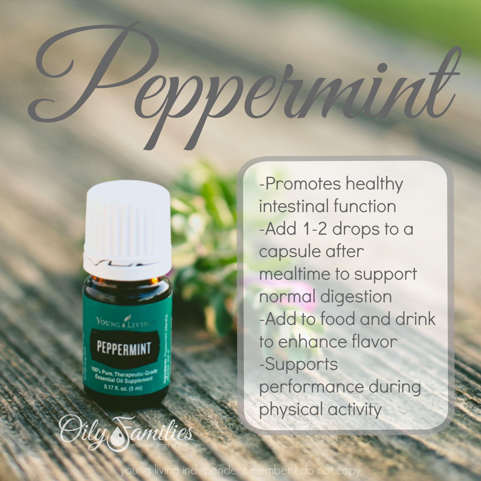 All About Peppermint Essential Oil