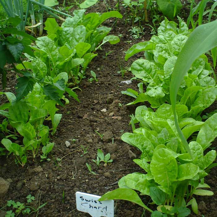 Planting a vegetable garden