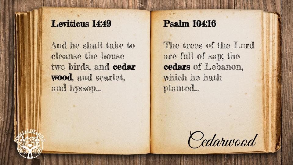 Biblical References to Cedarwood Essential Oil