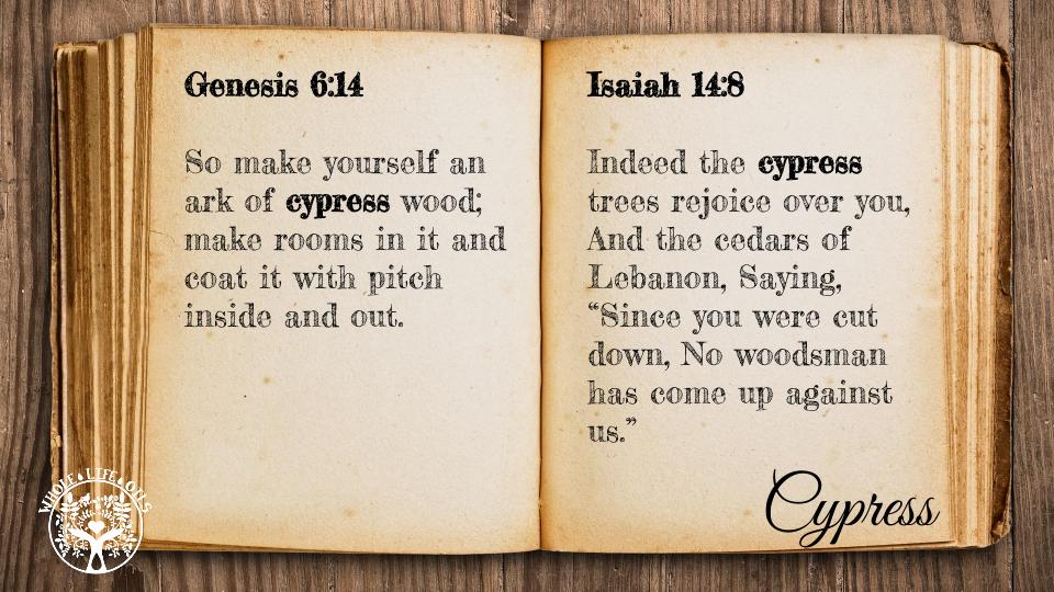 Biblical References to Cypress Essential Oil