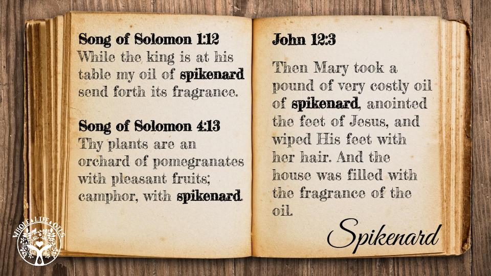 Biblical References to Spikenard