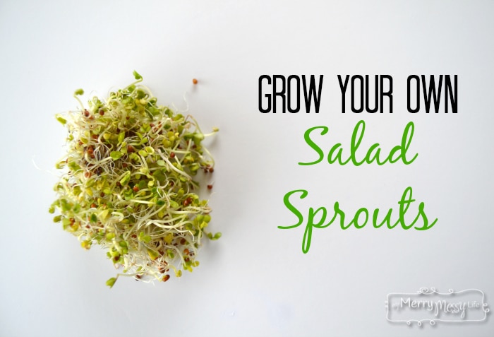 How and why to grow your own salad sprouts. a nutritional powerhouse