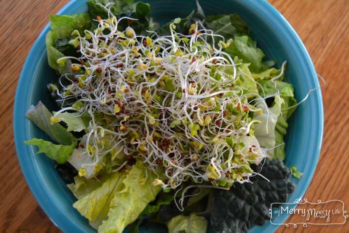 How to Grow Your Own Superfood Salad Sprouts